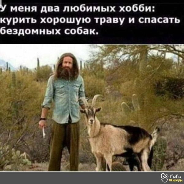 У меня два любимых хобби: курить хорошую траву и спасать бездомных собак.