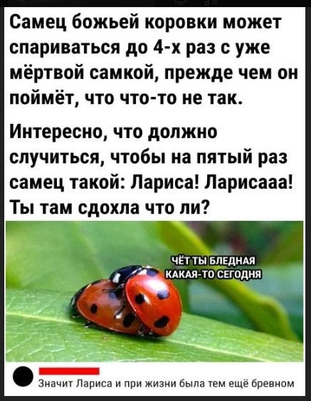 Самец божьей коровки может спариваться до 4-х раз с уже мёртвой самкой, прежде чем он поймёт, что что-то не так.

Интересно, что должно случиться, чтобы на пятый раз самец такой: Лариса! Ларисаа! Ты там сдохла что ли?

ЧЁТ ТЫ БЛЕДНАЯ КАКАЯ-ТО СЕГОДНЯ

Значит Лариса и при жизни была тем ещё бревном