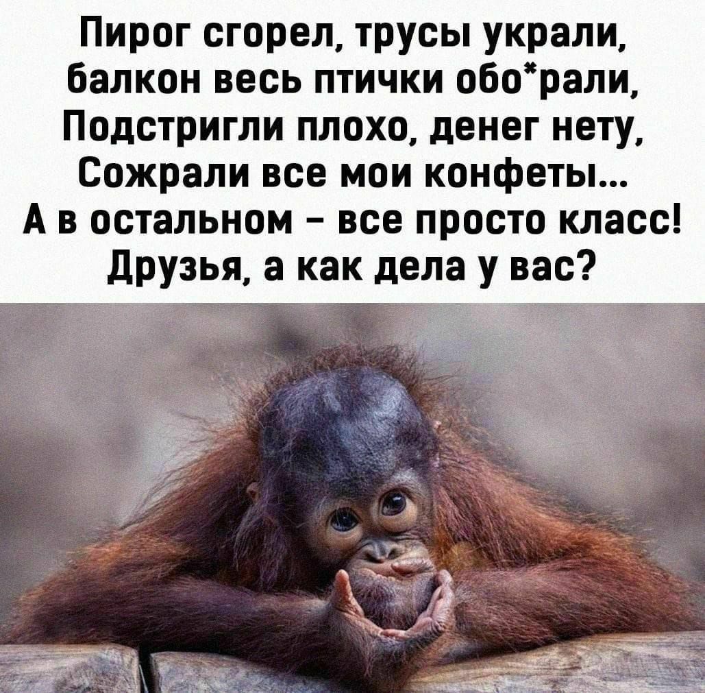 Пирог сгорел, трусы украли, балкон весь птички обо*рали, Подстригли плохо, денег нету, Сожрали все мои конфеты... А в остальном – все просто класс! Друзья, а как дела у вас?