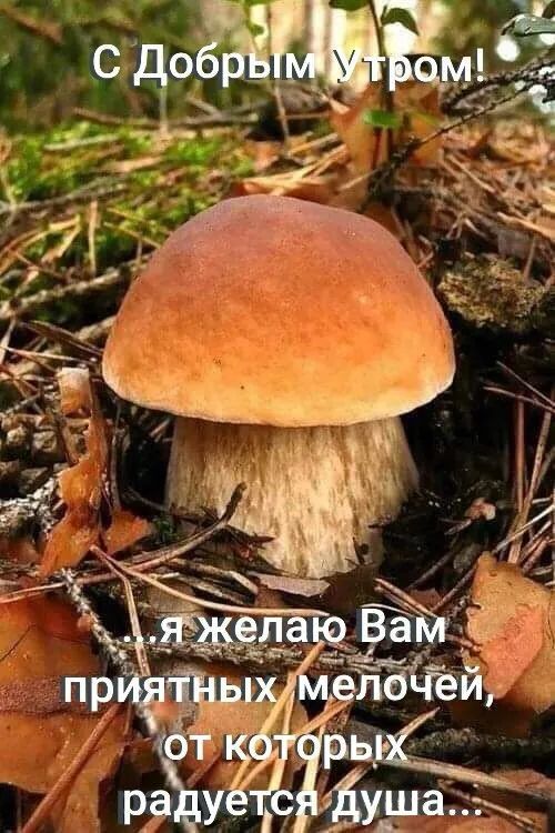 С Добрым Утром! я желаю Вам приятных мелочей, от которых радуется душа...
