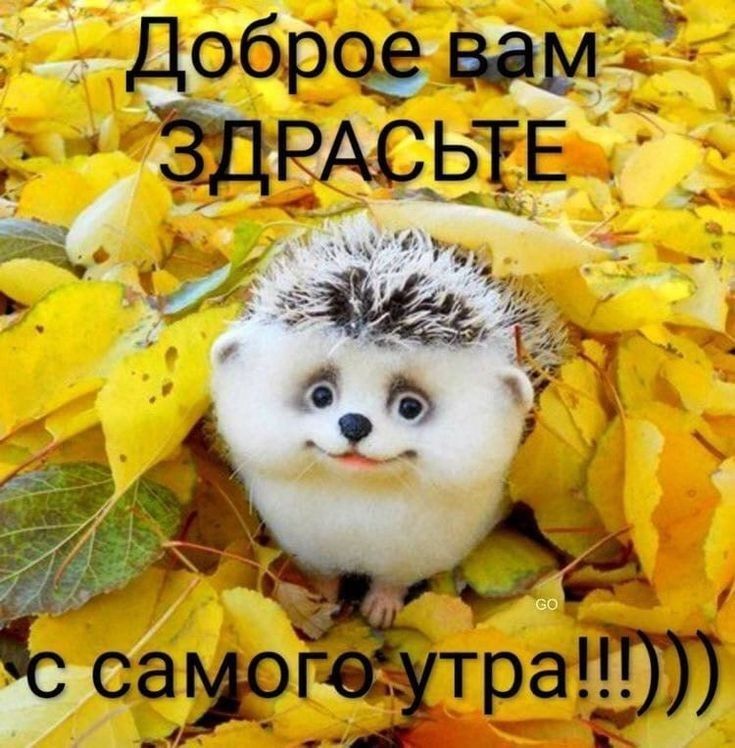 Доброе вам ЗДРАСТЬЕ с самого утра!!!)))