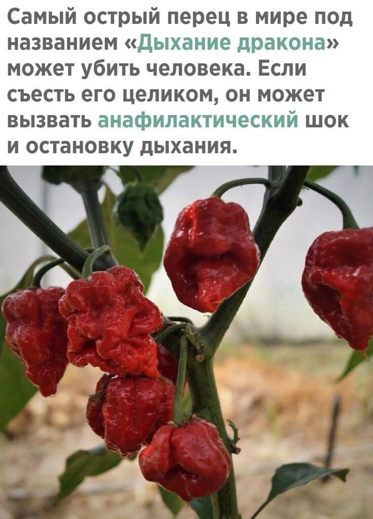 Самый острый перец в мире под названием «Дыхание дракона» может убить человека. Если съесть его целиком, он может вызвать анафилактический шок и остановку дыхания.