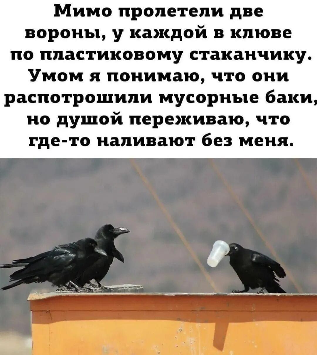 Мимо пролетели две вороны, у каждой в клюве по пластиковому стаканчику. Умом я понимаю, что они распотрошили мусорные баки, но душой переживаю, что где-то наливают без меня.