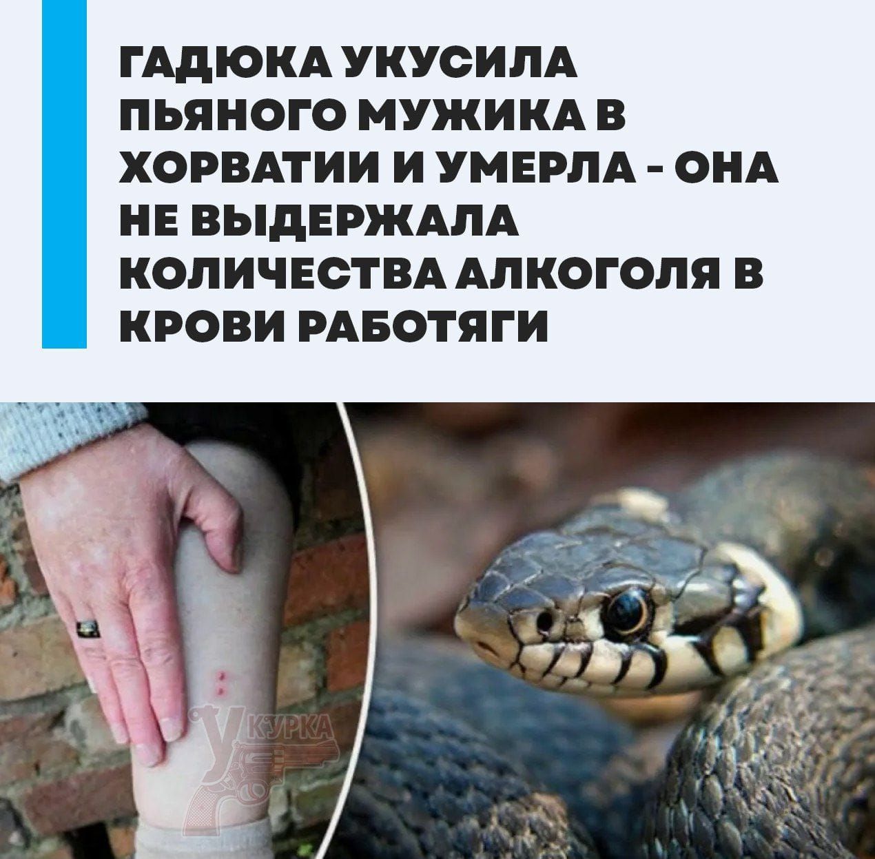 Гадюка укусила пьяного мужика в Хорватии и умерла - она не выдержала количества алкоголя в крови работяги