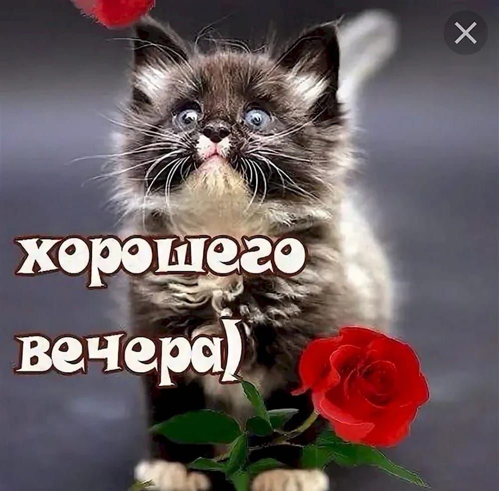 хорошего вечера)