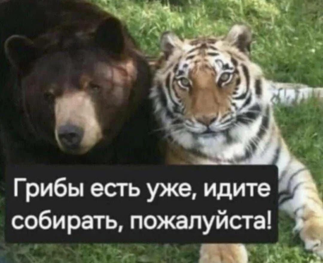 Грибы есть уже, идите собирать, пожалуйста!