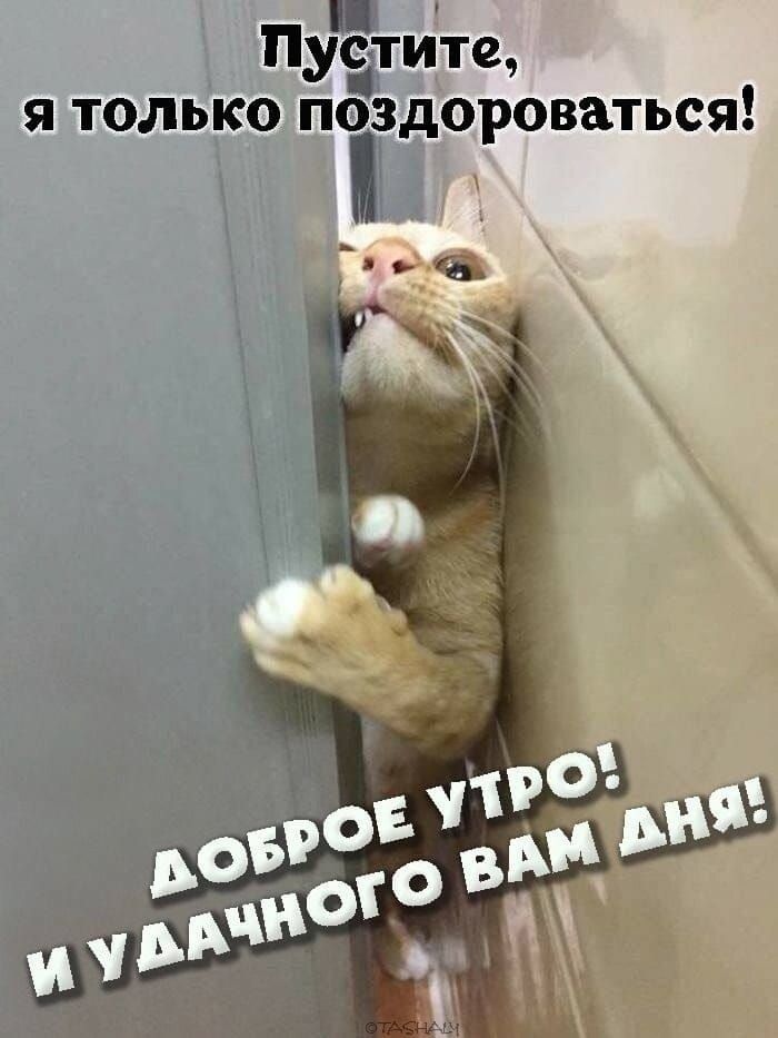 Пустите, я только поздороваться! ДОБРОЕ УТРО! И УДАЧНОГО ВАМ ДНЯ!