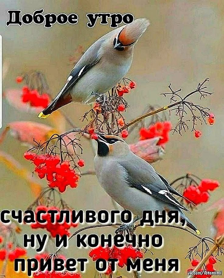 Доброе утро\nсчастливого дня ну и конечно привет от меня