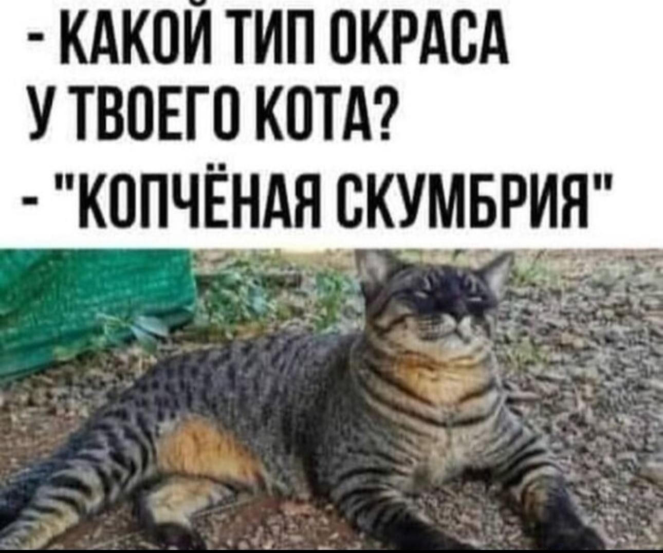 - КАКОЙ ТИП ОКРАСА У ТВОЕГО КОТА? - 