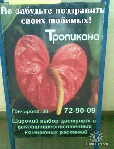 Не забудьте поздравить своих любимых! Тропикано Гончарова, 30 72-90-09