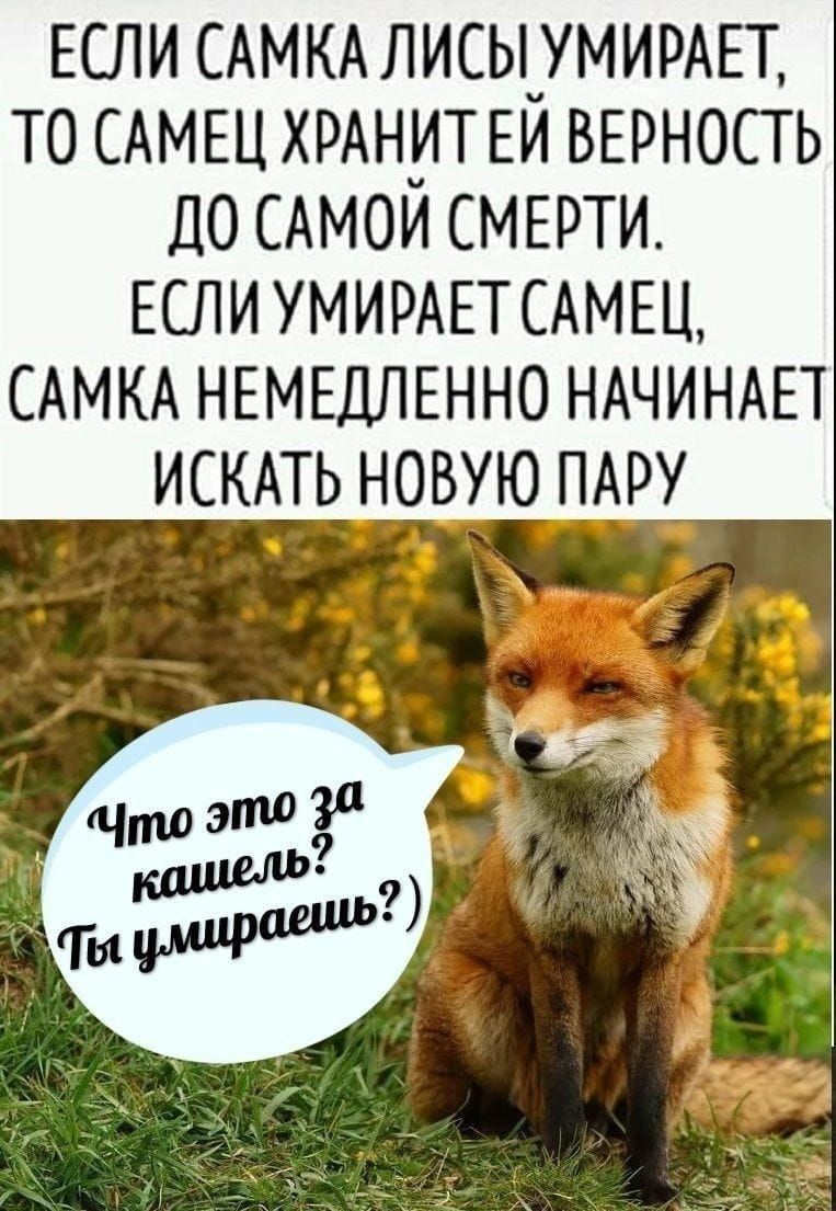 ЕСЛИ САМКА ЛИСЫ УМИРАЕТ, ТО САМЕЦ ХРАНИТ ЕЙ ВЕРНОСТЬ ДО САМОЙ СМЕРТИ. ЕСЛИ УМИРАЕТ САМЕЦ, САМКА НЕМЕДЛЕННО НАЧИНАЕТ ИСКАТЬ НОВУЮ ПАРУ

Что это за кашель? Ты умераешь?