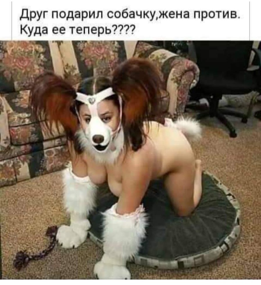 Друг подарил собачку,жена против. Куда ее теперь????