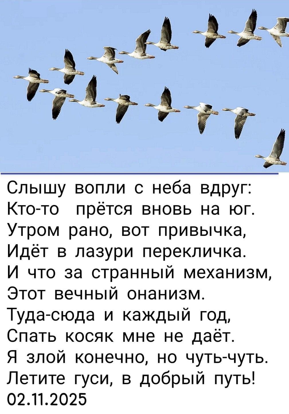 Слышу вопли с неба вдруг: Кто-то прётся вновь на юг. Утром рано, вот привычка, Идёт в лазури перекличка. И что за странный механизм, Этот вечный онанизм. Туда-сюда и каждый год, Спать косяк мне не даёт. Я злой конечно, но чуть-чуть. Летите гуси, в добрый путь! 02.11.2025