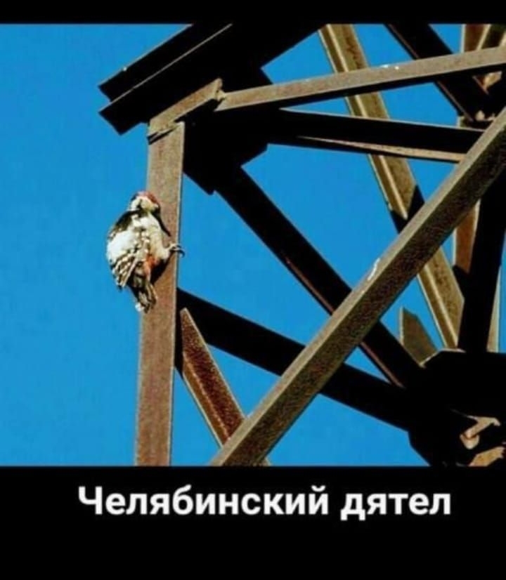 Челябинский дятел