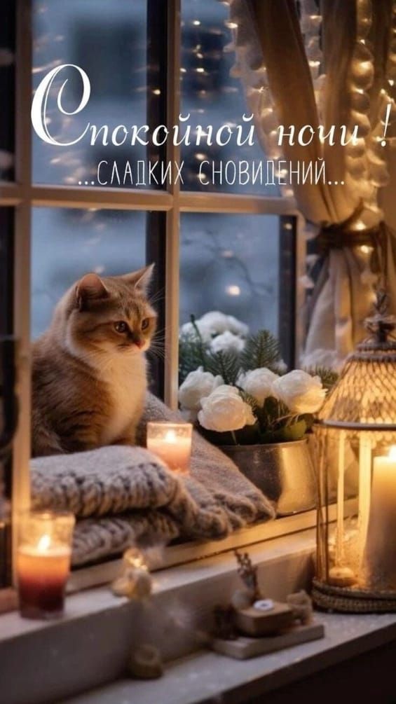 Спокойной ночи ...сладких сновидений...