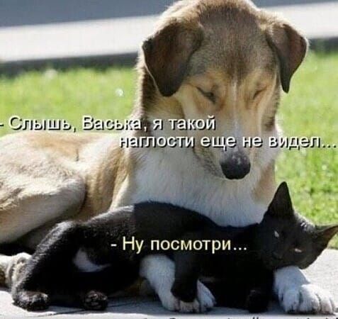 Слышь, Васька, я такой наплопости еще не видел... - Ну посмотри...