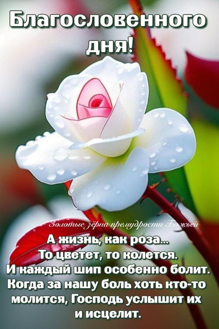 Благословенного дня!
Золотые Зёрна преподобности Божьей
А жизнь, как роза... То цветет, то колется. И каждый шип особенно болит. Когда за нашу боль хоть кто-то молится, Господь услышит их и исцелит.