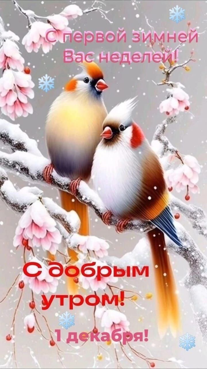 С первой зимней Вас неделеп
С добрым утром! 1 декабря!