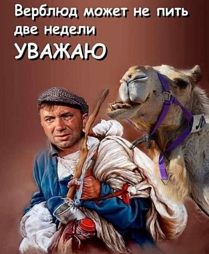 Верблюд может не пить
две недели
УВАЖАЮ