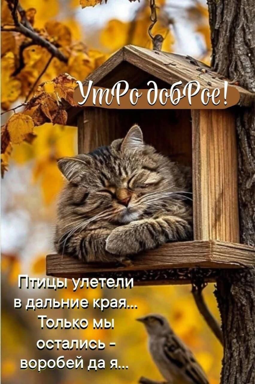 Утро доброе! Птицы улетели в дальние края... Только мы остались - воробей да я...