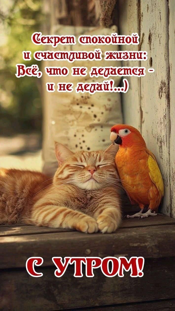 Секрет спокойной и счастливой жизни: Всё, что не делается - и не делай!...) С УТРОМ!