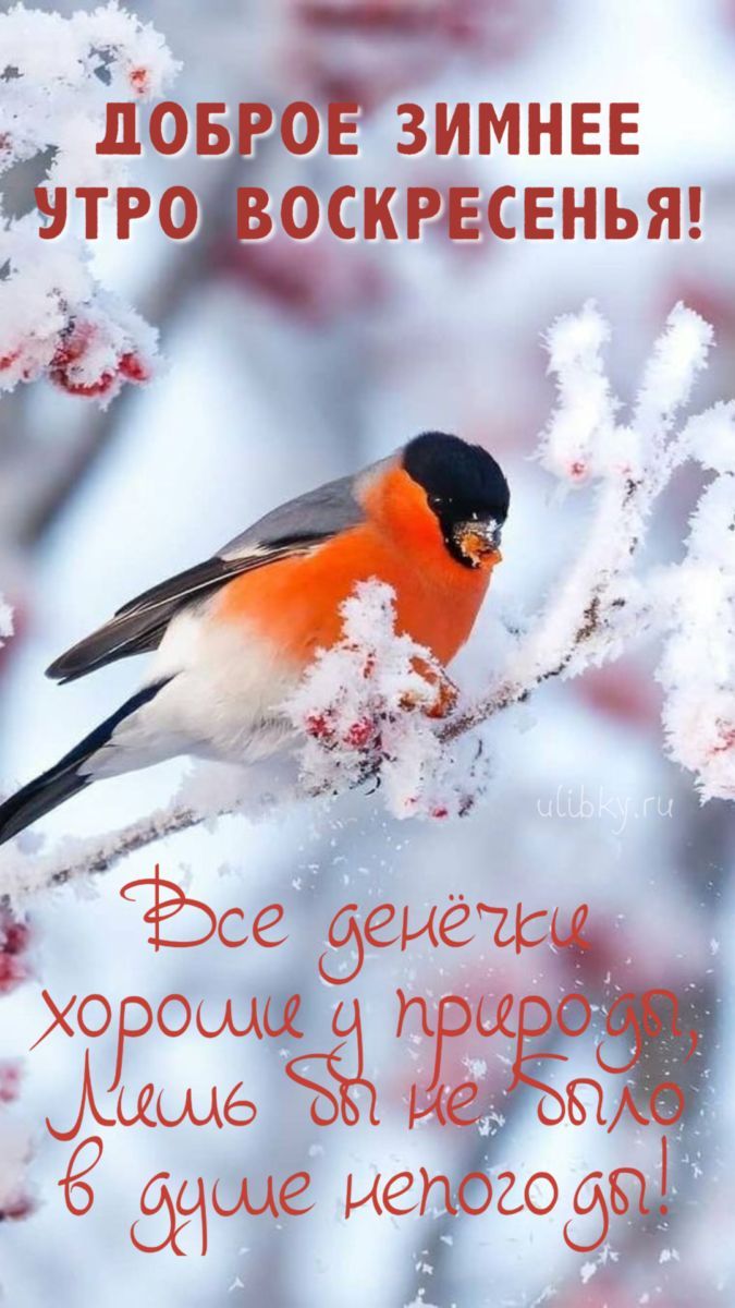 Доброе зимнее утро воскресенья! Все денёчки хорошие у природы. Лишь бы не было в душе ничего плохого!