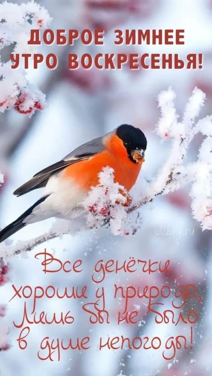ДОБРОЕ ЗИМНЕЕ УТРО ВОСКРЕСЕНЬЯ! Все денёчки хорошие у природы, лишь бы не было в душе немного.
