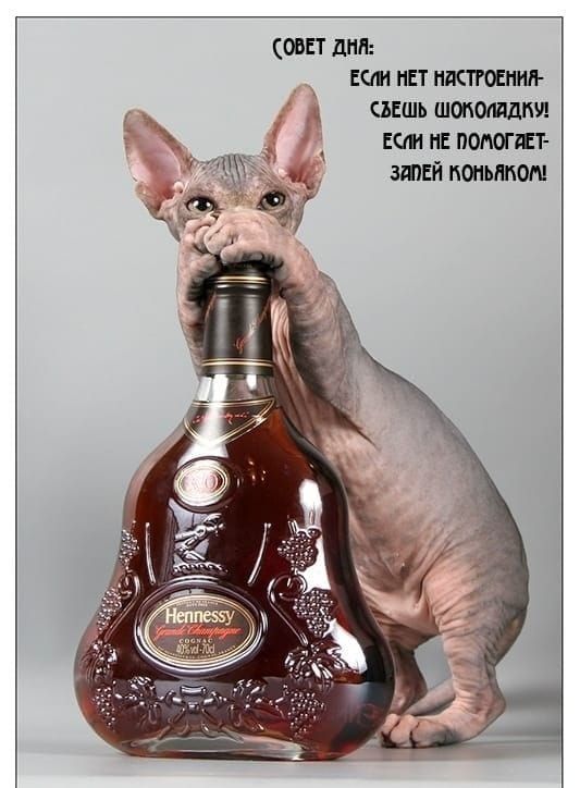 Совет дня: если нет настроения - съешь шоколадку! Если не помогает - запей коньяком!