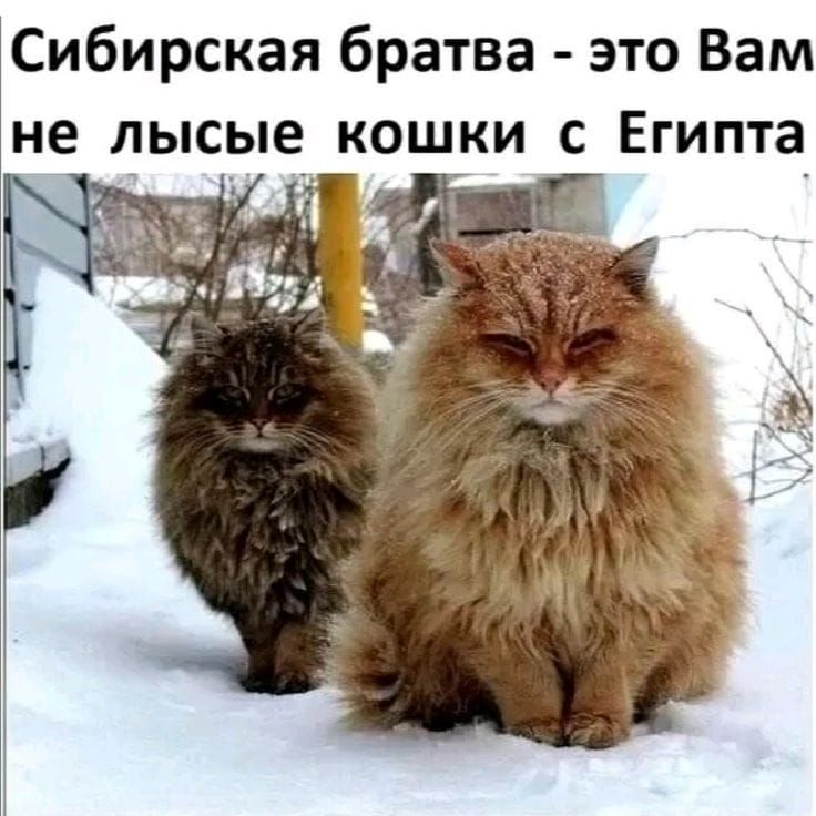 Сибирская братва - это Вам не лысые кошки с Египта