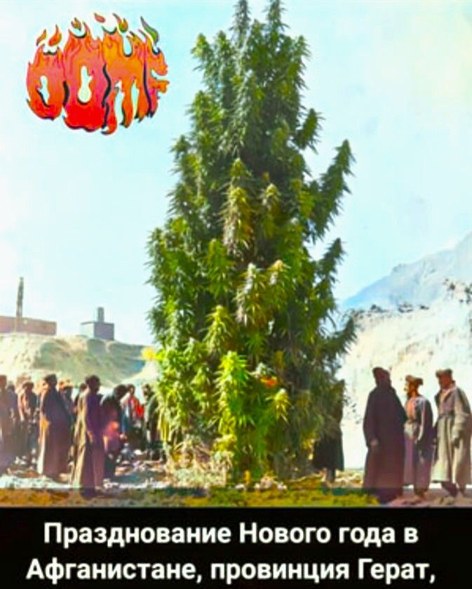 Празднование Нового года в Афганистане, провинция Герат,