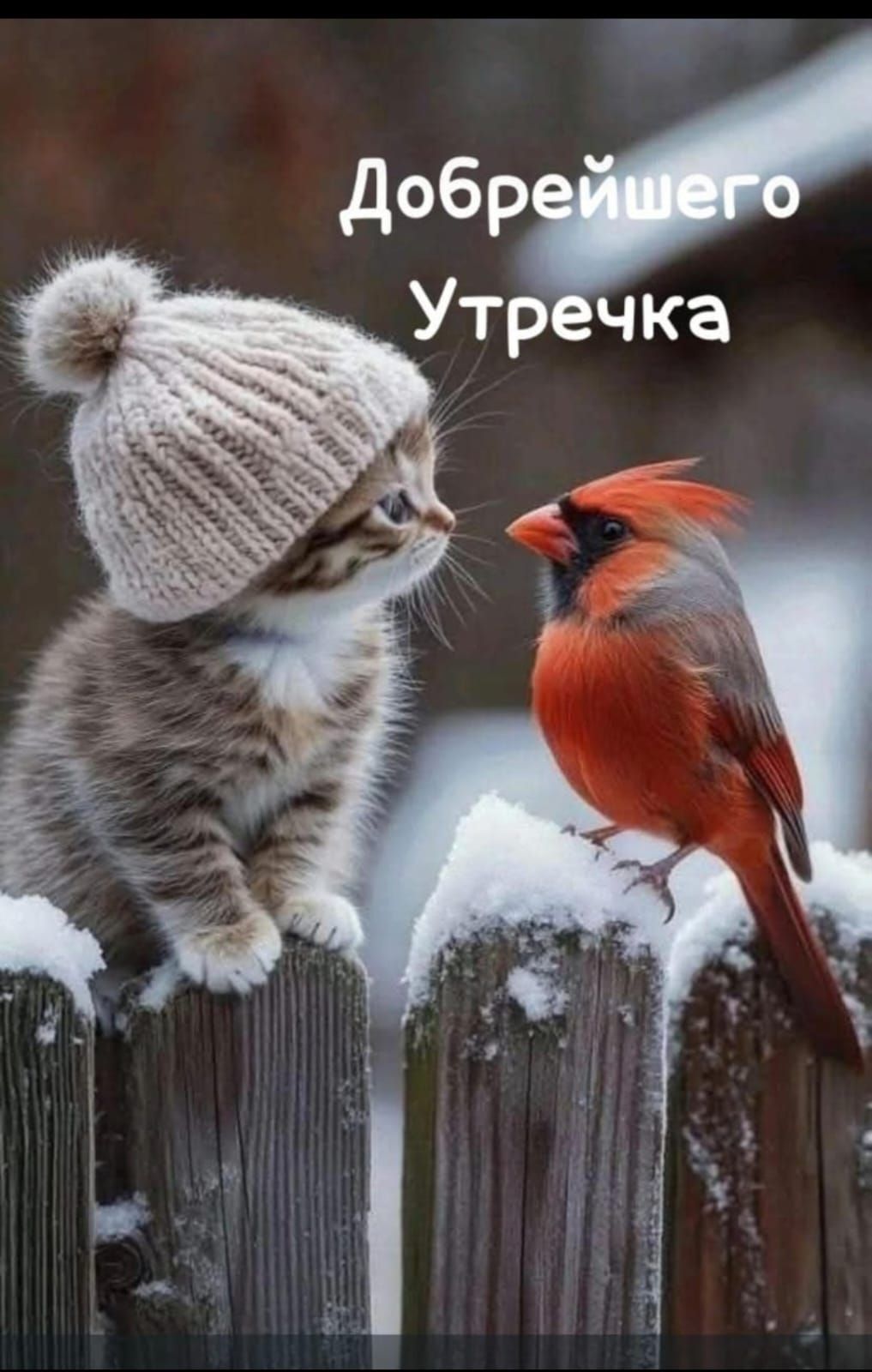 Добрейшего Утречка