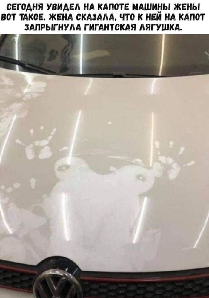 СЕГОДНЯ УВИДЕЛ НА КАПОТЕ МАШИНЫ ЖЕНЫ ВОТ ТАКОЕ. ЖЕНА СКАЗАЛА, ЧТО К НЕЙ НА КАПОТ ЗАПРЫГНУЛА ГИГАНТСКАЯ ЛЯГУШКА.