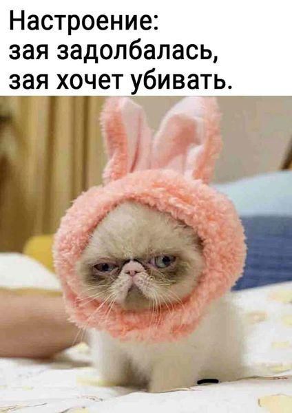 Настроение зая задолбалась зая хочет убивать Т _