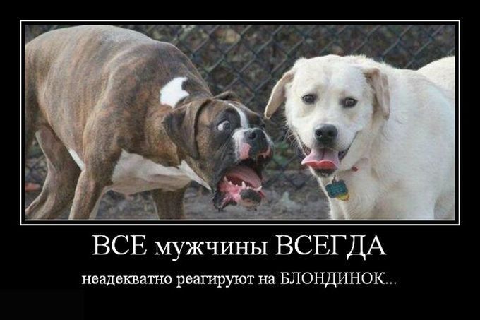 неадекватно реагируют на БЛОНДИНОК