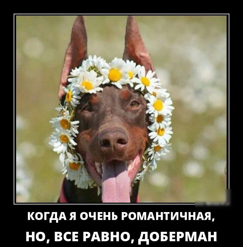 КОГдАЯ ОЧЕНЬ РОМАНТИЧНАЯ НО ВСЕ РАВНО дОБЕРМАН