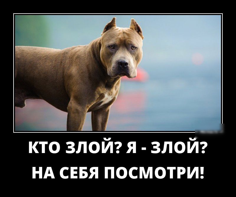 кто злой я злой нд сввя посмотрш