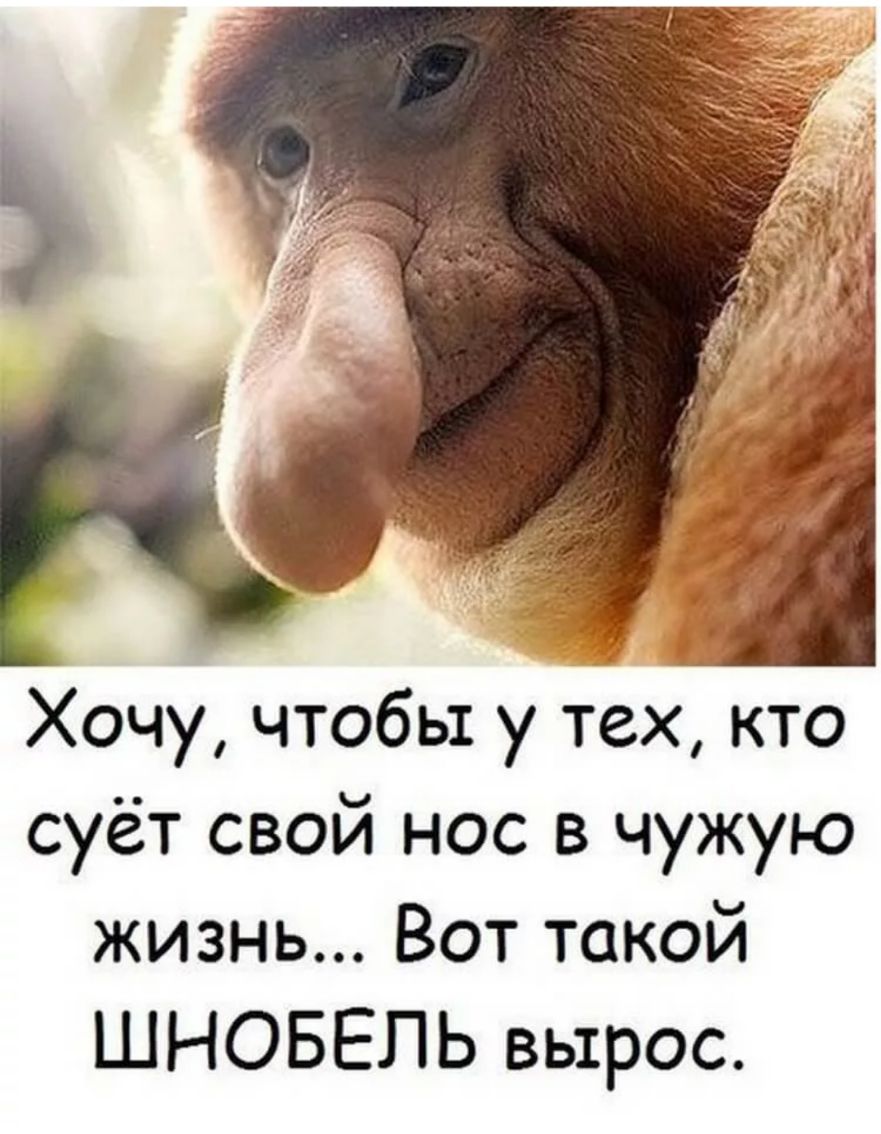 Хочу чтобы у тех кто суёт свой нос в чужую жизнь Вот такой ШНОБЕЛЬ вырос