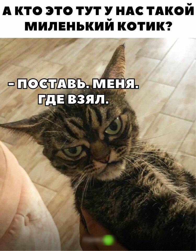 А КТО ЭТО ТУТ У НАС ТАКОЙ МИЛЕНЬКИИ КОТИК