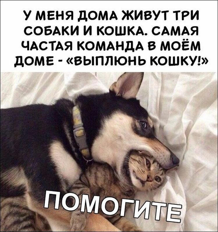 У МЕНЯ ДОМА ЖИВУТ ТРИ СОБАКИ И КОШКА САМАЯ ЧАСТАЯ КОМАНДА В МОЁМ ДОМЕ ВЫПЛЮНЬ КОШКУ