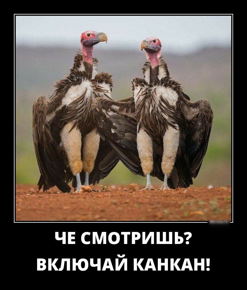чв смотришьг включдй КАНКАН