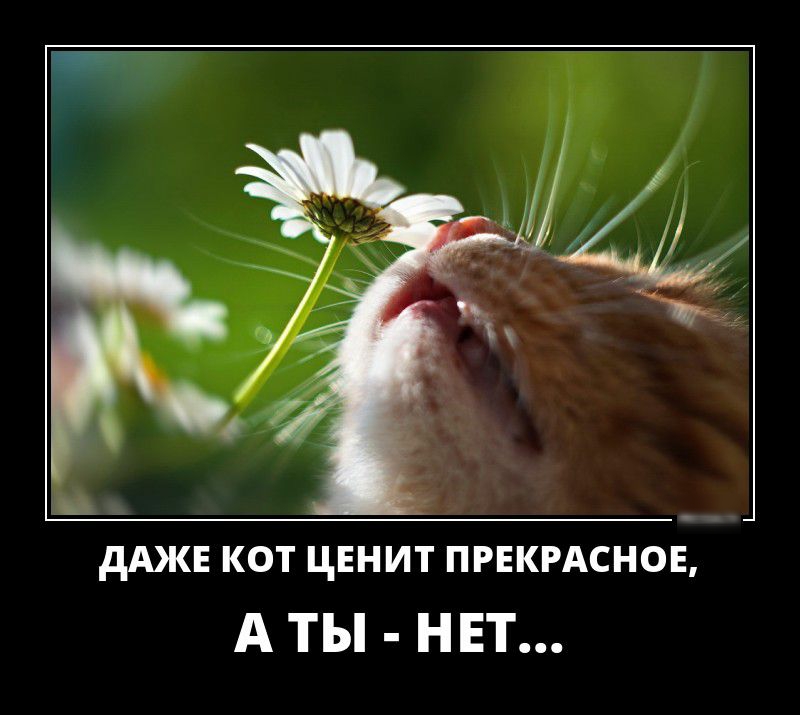 дАЖЕ кот цвнит ПРЕКРАСНОЁ А ТЫ НЕТ