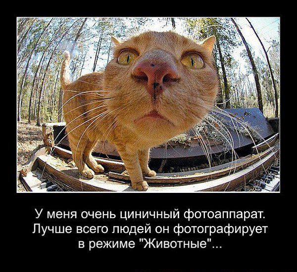 У меня очень циничный фотоаппарат Лучше всего людей он фотографирует в режиме Животные