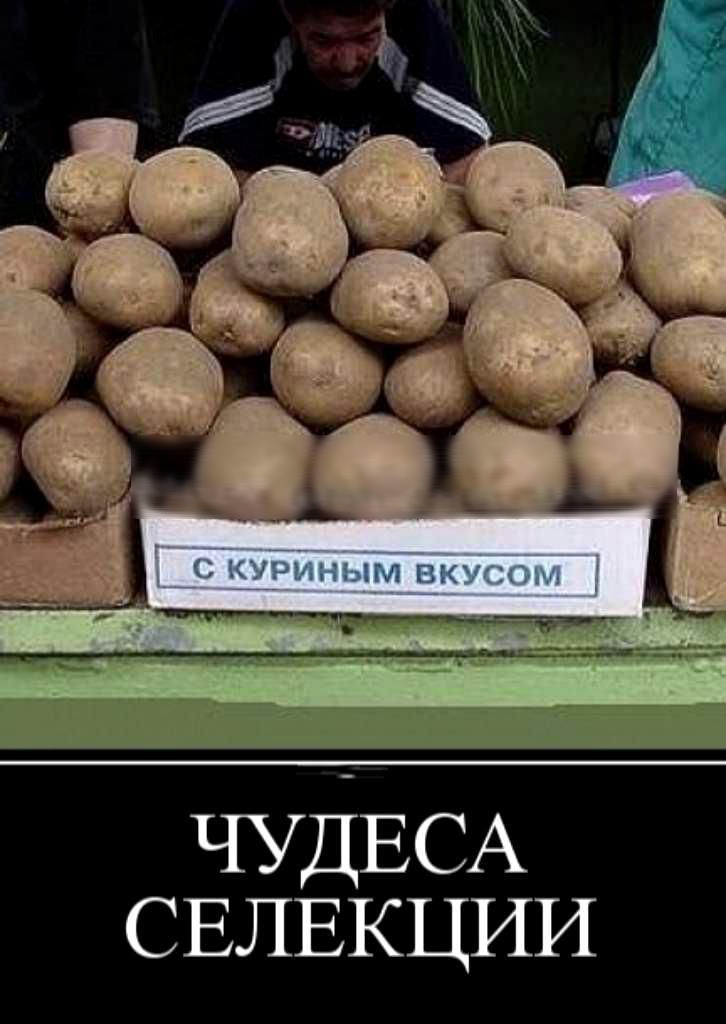 И И Ц К Е Л Е С