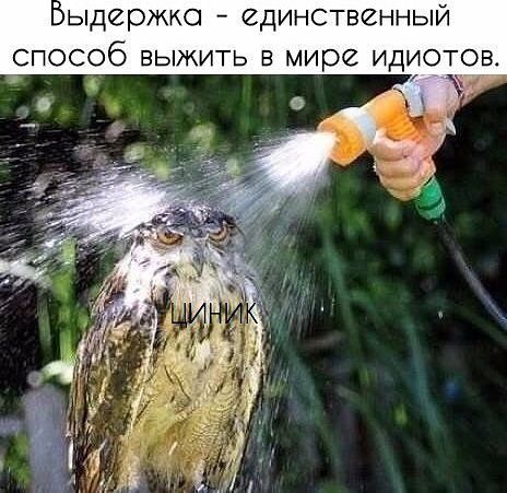 пыдержко единственный способ выжить в мире идиотов