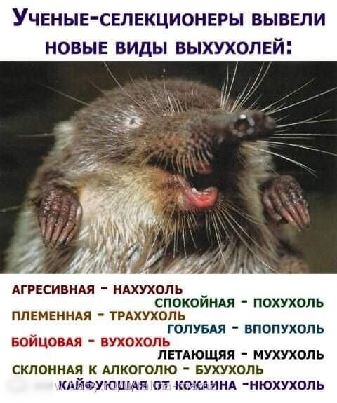 УЧЕНЫЕ СЕЛЕКЦИОНЕРЫ ВЫВЕЛИ НОВЫЕ ВИДЫ ВЫХУХОЛЕЙ АГРЕСИБНАЯ НАХУХОПЪ __ СПОКОИНАЯ ПОХУХОПЬ ПЛЕМЕННАЯ ТРАХУХОЛЬ _ ГОЛУБАЯ ВПОПУХОЛЬ БОИЦОВАЯ ВУХОХОПЬ ЛЕТАЮЩЯП МУХУХОЛЬ СКЛОННАЯ к АЛКОГОПЮ БУХУХОПЬ КАЙЁУЮШАП ПТ КПЮЗМНА НЮХУХОПЬ