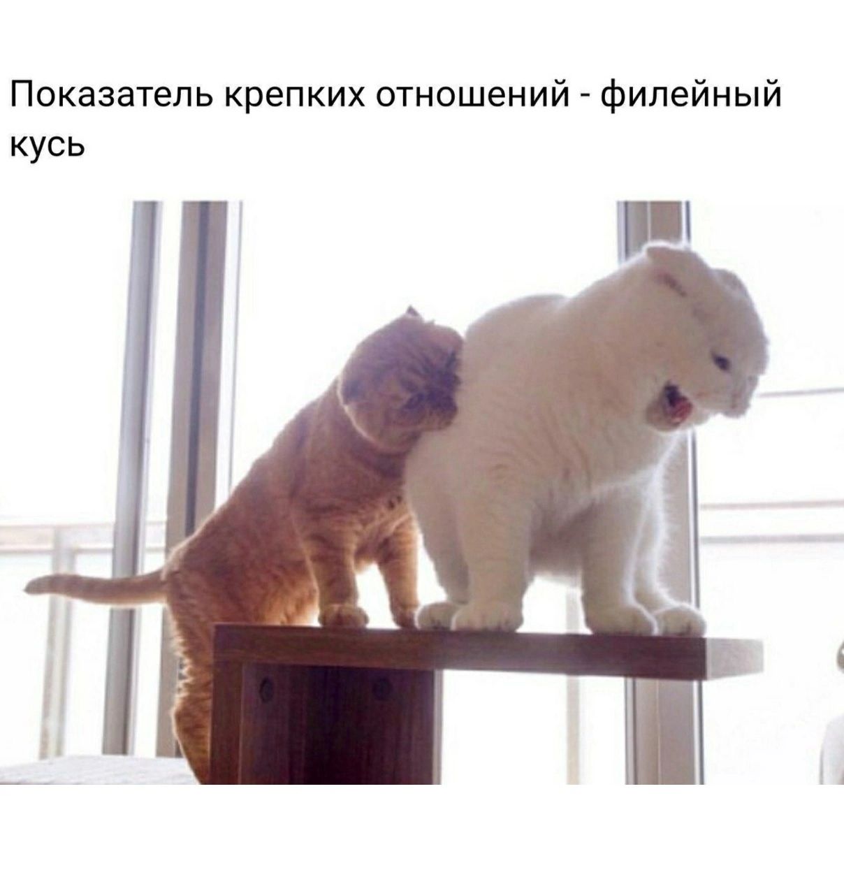 Коты суть отношений