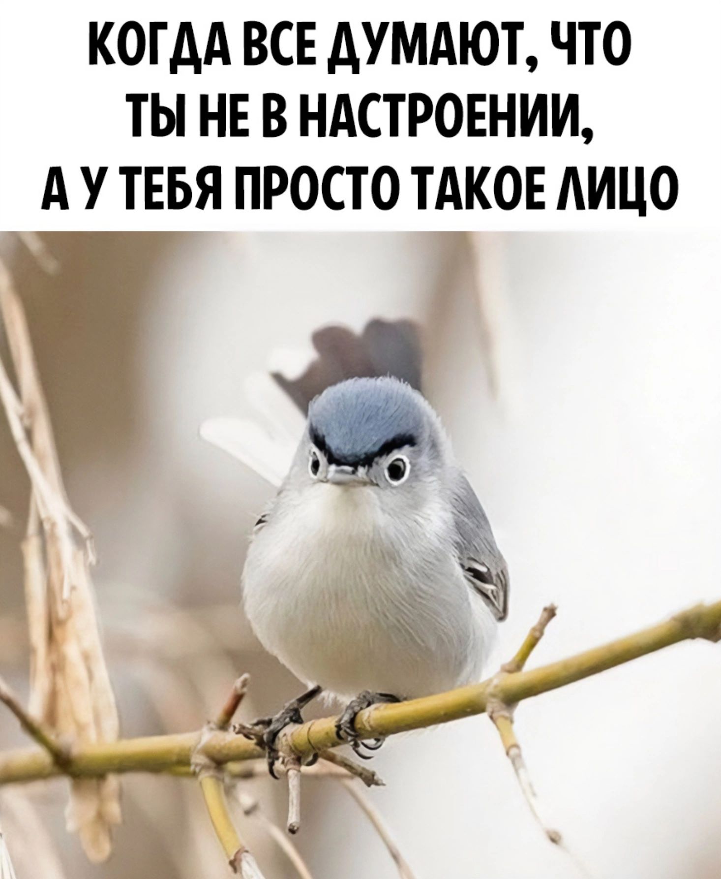 КОТАА ВСЕ АУМАЮТ ЧТО ТЫ НЕ В НАСТРОЕНИИ А У ТЕБЯ ПРОСТО ТАКОЕ АИЦО