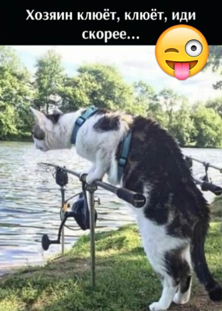 Хозяин клюёт клюёт иди скорее