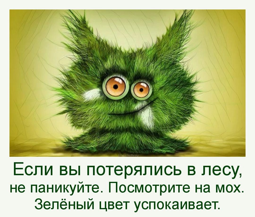 Если вы потерялись в лесу не паникуйте Посмотрите на мох Зелёный цвет успокаивает
