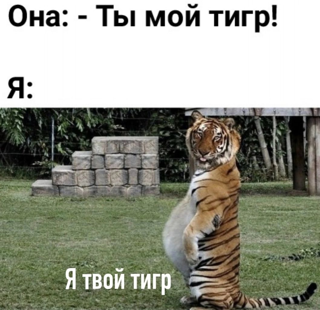 Она Ты мой тигр